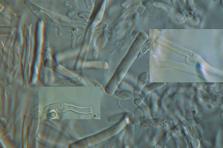 Che dite di P.medulla-panis?-foto8475(Ischnoderma resinosum)